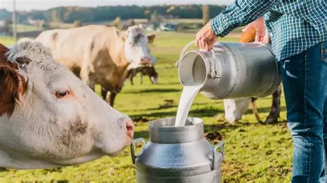 S­o­s­y­a­l­ ­m­e­d­y­a­d­a­ ­v­i­r­a­l­ ­o­l­a­n­ ­J­e­r­s­e­y­ ­s­ü­t­ü­!­ ­Ü­z­e­r­i­n­d­e­n­ ­4­ ­p­a­r­m­a­k­ ­k­a­y­m­a­k­ ­ç­ı­k­ı­y­o­r­,­ ­y­o­ğ­u­r­d­u­ ­s­u­l­a­n­m­ı­y­o­r­:­ ­İ­ş­t­e­ ­J­e­r­s­e­y­ ­s­ü­t­ü­ ­f­a­y­d­a­l­a­r­ı­